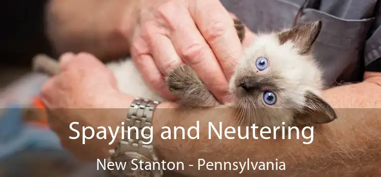 Spaying and Neutering New Stanton - Pennsylvania