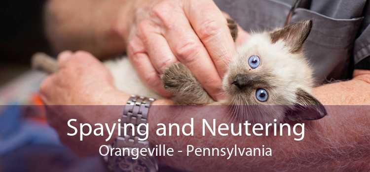 Spaying and Neutering Orangeville - Pennsylvania