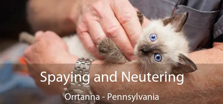 Spaying and Neutering Orrtanna - Pennsylvania