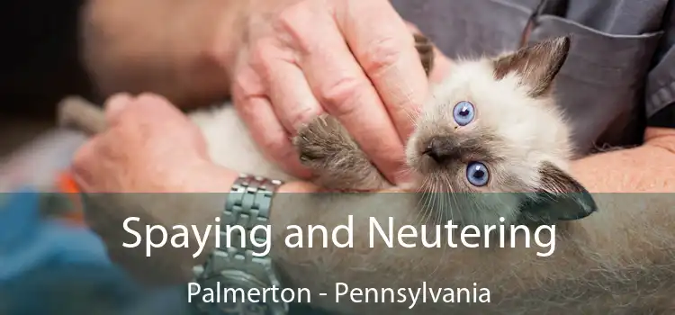 Spaying and Neutering Palmerton - Pennsylvania