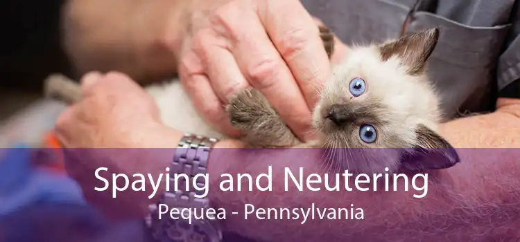 Spaying and Neutering Pequea - Pennsylvania