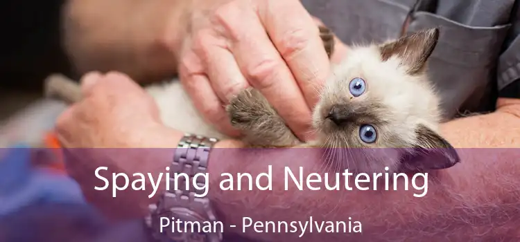 Spaying and Neutering Pitman - Pennsylvania
