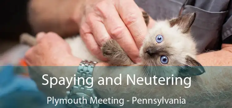 Spaying and Neutering Plymouth Meeting - Pennsylvania
