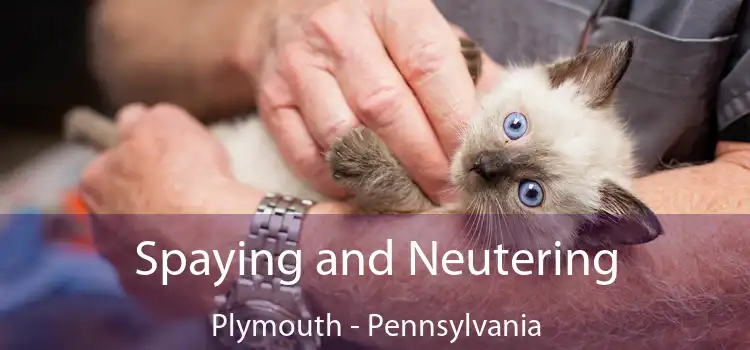 Spaying and Neutering Plymouth - Pennsylvania