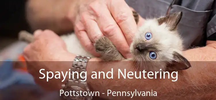 Spaying and Neutering Pottstown - Pennsylvania