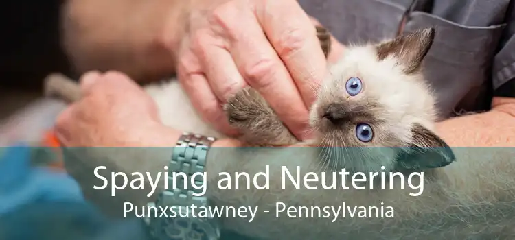 Spaying and Neutering Punxsutawney - Pennsylvania