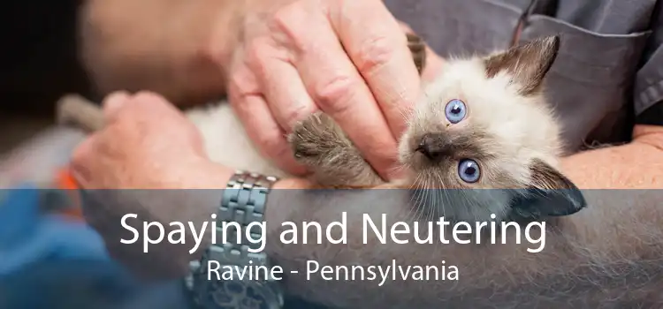 Spaying and Neutering Ravine - Pennsylvania
