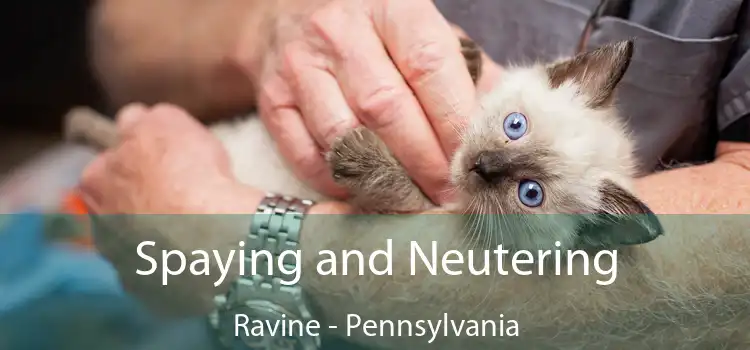 Spaying and Neutering Ravine - Pennsylvania