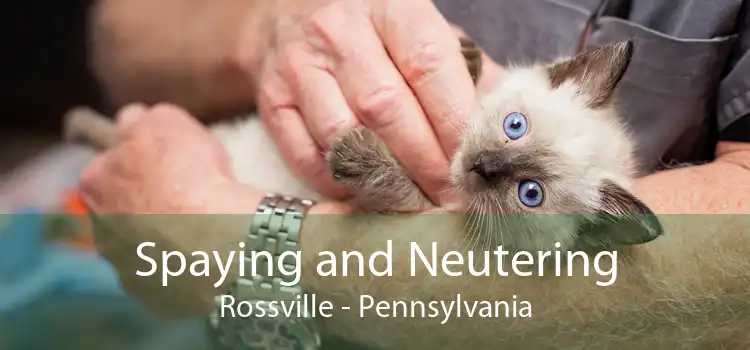 Spaying and Neutering Rossville - Pennsylvania