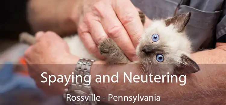 Spaying and Neutering Rossville - Pennsylvania