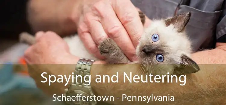 Spaying and Neutering Schaefferstown - Pennsylvania