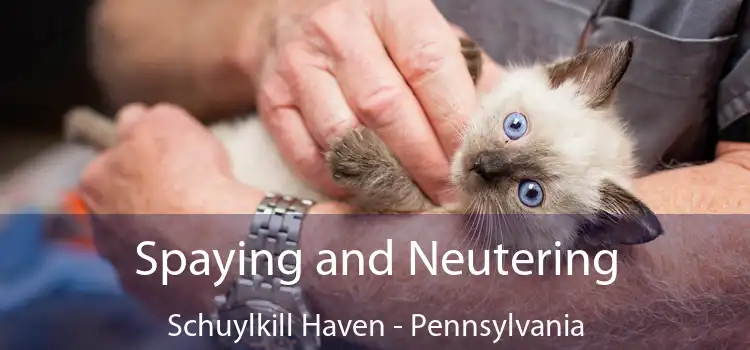 Spaying and Neutering Schuylkill Haven - Pennsylvania