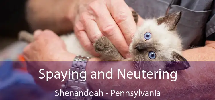 Spaying and Neutering Shenandoah - Pennsylvania