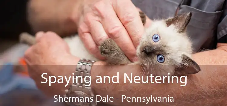 Spaying and Neutering Shermans Dale - Pennsylvania