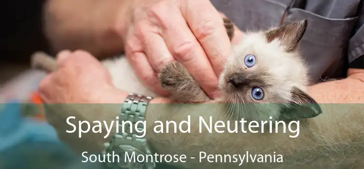 Spaying and Neutering South Montrose - Pennsylvania