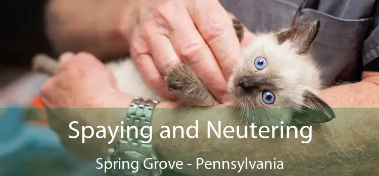 Spaying and Neutering Spring Grove - Pennsylvania