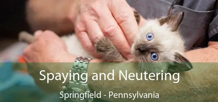 Spaying and Neutering Springfield - Pennsylvania