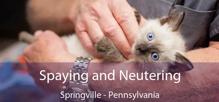 Spaying and Neutering Springville - Pennsylvania
