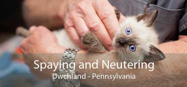 Spaying and Neutering Uwchland - Pennsylvania