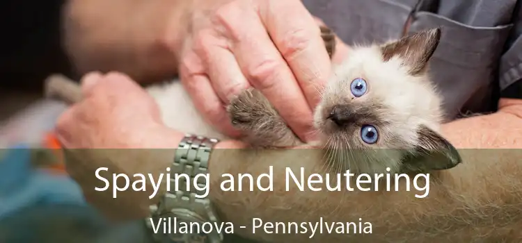 Spaying and Neutering Villanova - Pennsylvania