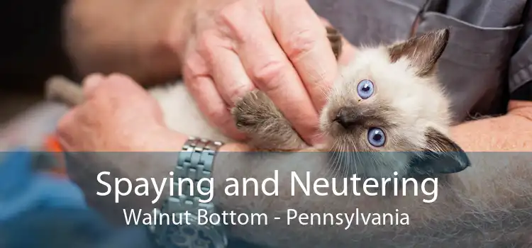 Spaying and Neutering Walnut Bottom - Pennsylvania
