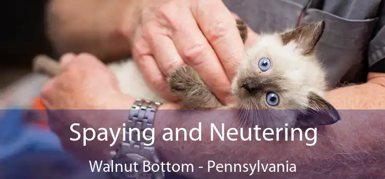 Spaying and Neutering Walnut Bottom - Pennsylvania