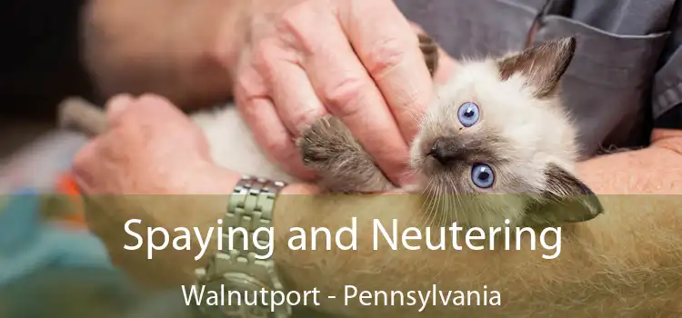 Spaying and Neutering Walnutport - Pennsylvania