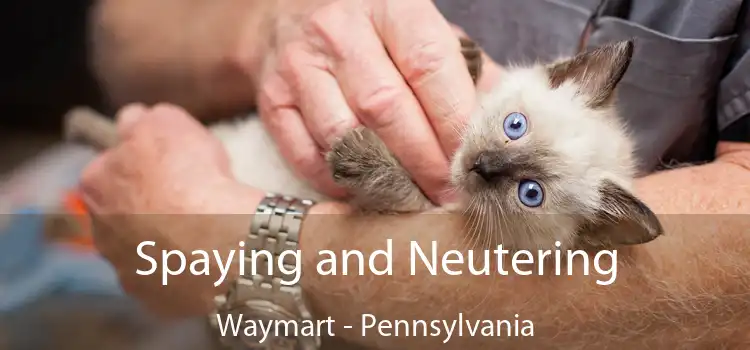 Spaying and Neutering Waymart - Pennsylvania