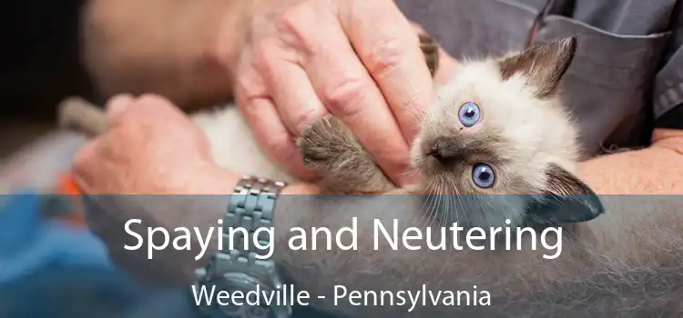 Spaying and Neutering Weedville - Pennsylvania