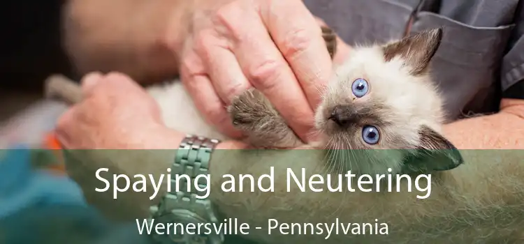 Spaying and Neutering Wernersville - Pennsylvania