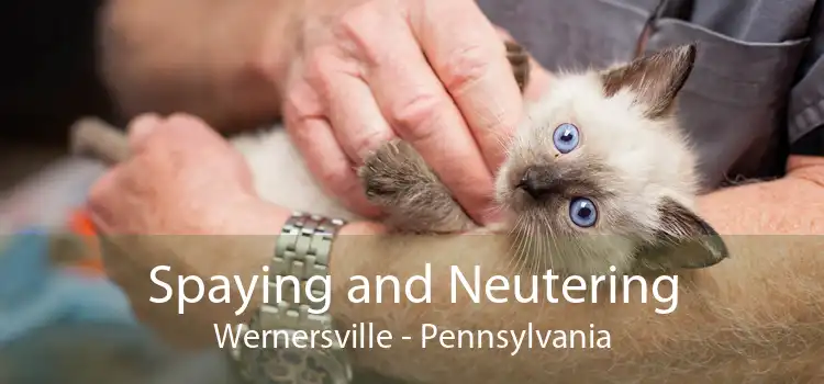 Spaying and Neutering Wernersville - Pennsylvania