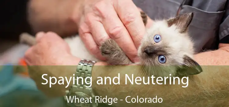 Spaying and Neutering Wheat Ridge - Colorado