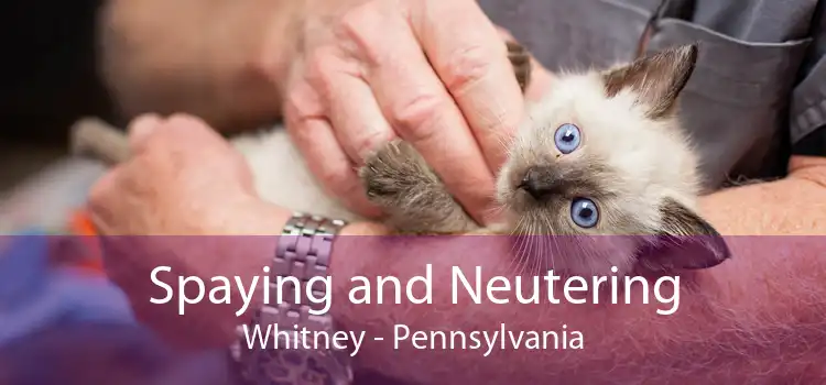 Spaying and Neutering Whitney - Pennsylvania