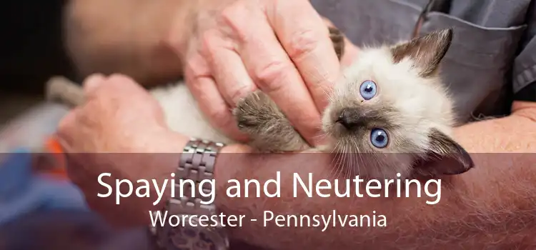 Spaying and Neutering Worcester - Pennsylvania
