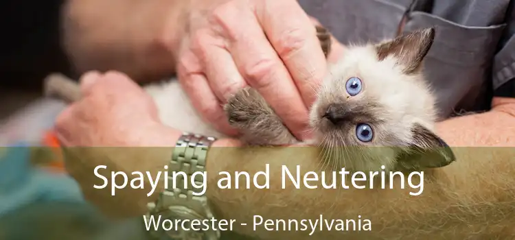 Spaying and Neutering Worcester - Pennsylvania