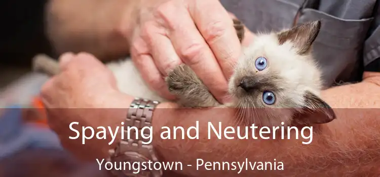Spaying and Neutering Youngstown - Pennsylvania