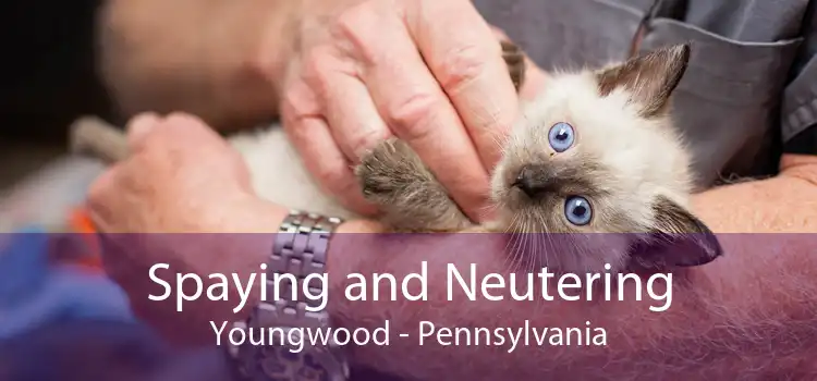 Spaying and Neutering Youngwood - Pennsylvania