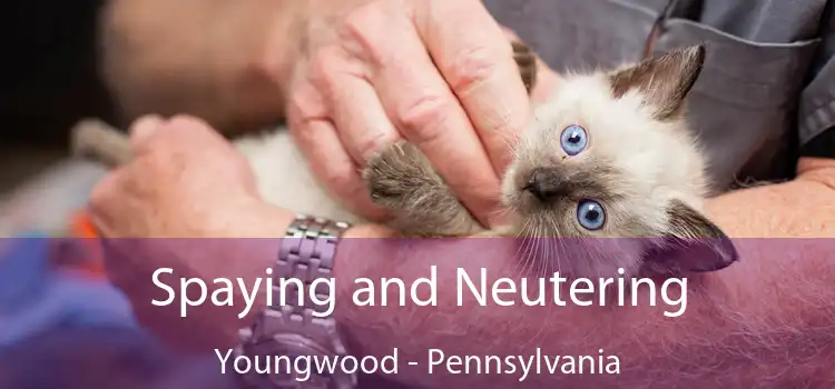Spaying and Neutering Youngwood - Pennsylvania