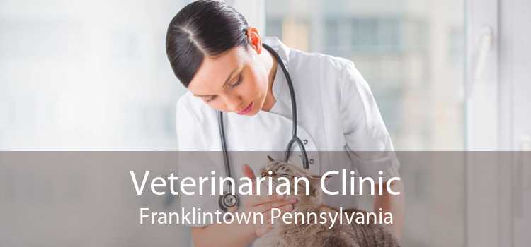 Veterinarian Clinic Franklintown Pennsylvania