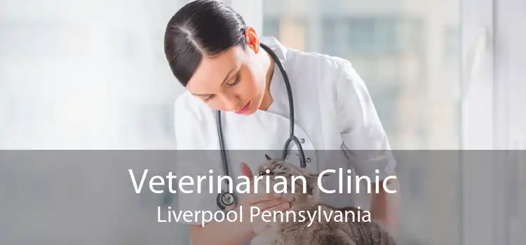 Veterinarian Clinic Liverpool Pennsylvania