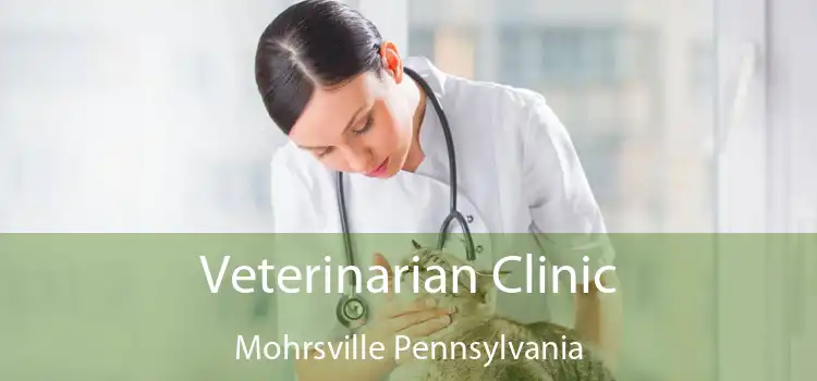 Veterinarian Clinic Mohrsville Pennsylvania