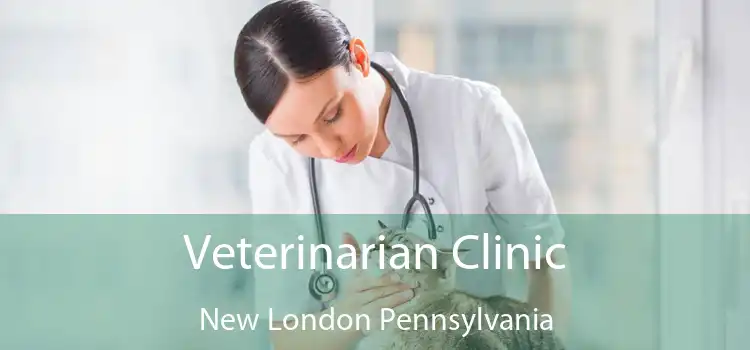 Veterinarian Clinic New London Pennsylvania