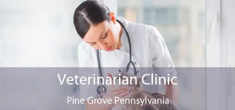Veterinarian Clinic Pine Grove Pennsylvania
