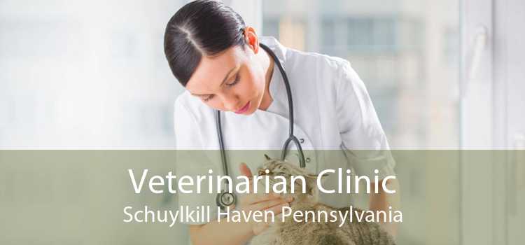 Veterinarian Clinic Schuylkill Haven Pennsylvania