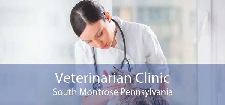 Veterinarian Clinic South Montrose Pennsylvania