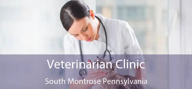Veterinarian Clinic South Montrose Pennsylvania