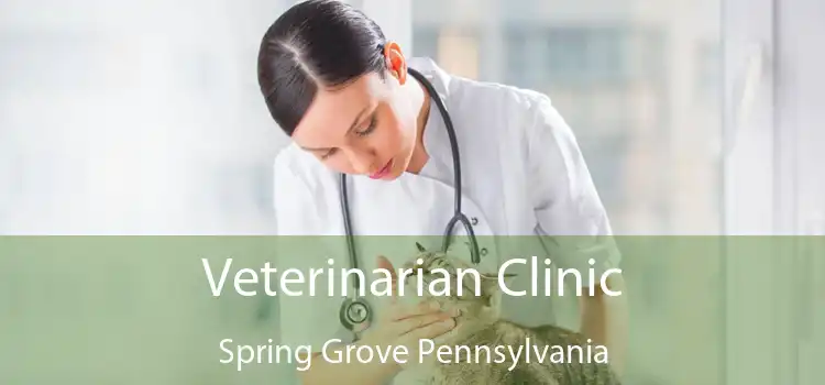 Veterinarian Clinic Spring Grove Pennsylvania