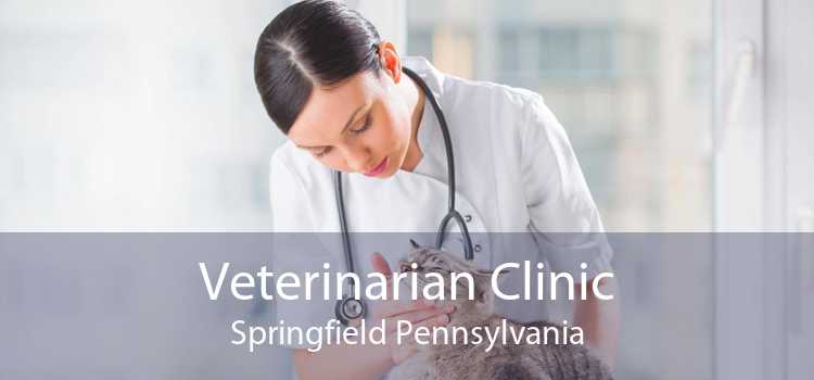 Veterinarian Clinic Springfield Pennsylvania