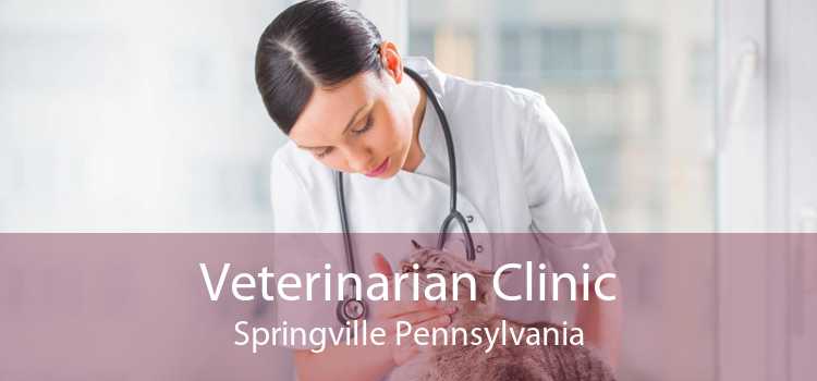 Veterinarian Clinic Springville Pennsylvania