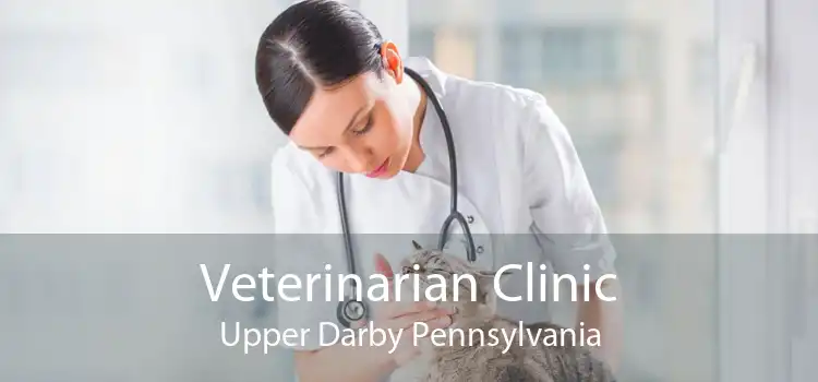 Veterinarian Clinic Upper Darby Pennsylvania